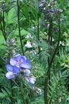 Синюха Bressingham purple