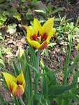 Тюльпаны лилиецветные - Synaeda King