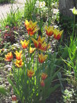 Тюльпаны лилиецветные - Synaeda King