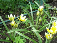 Тюльпаны ботанические - Tarda Dasystemon 