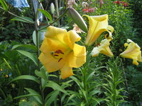 Лилия трубчатая - Golden Splendour 
