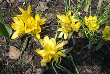 Крокусы весеннецветущие - Yellow Mammos